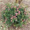 Autumn Cheer Encore Azalea